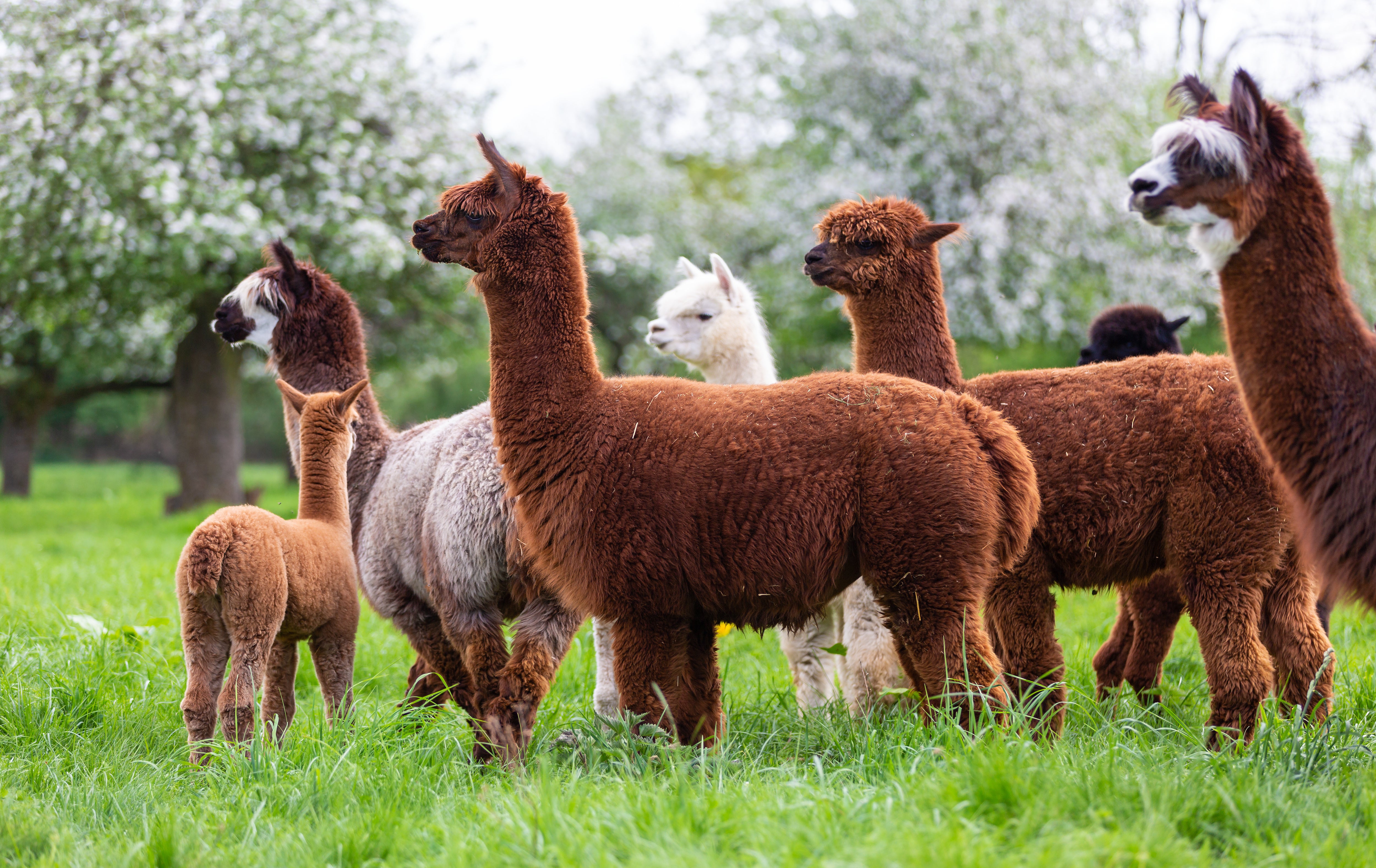 100% Baby alpaca uld