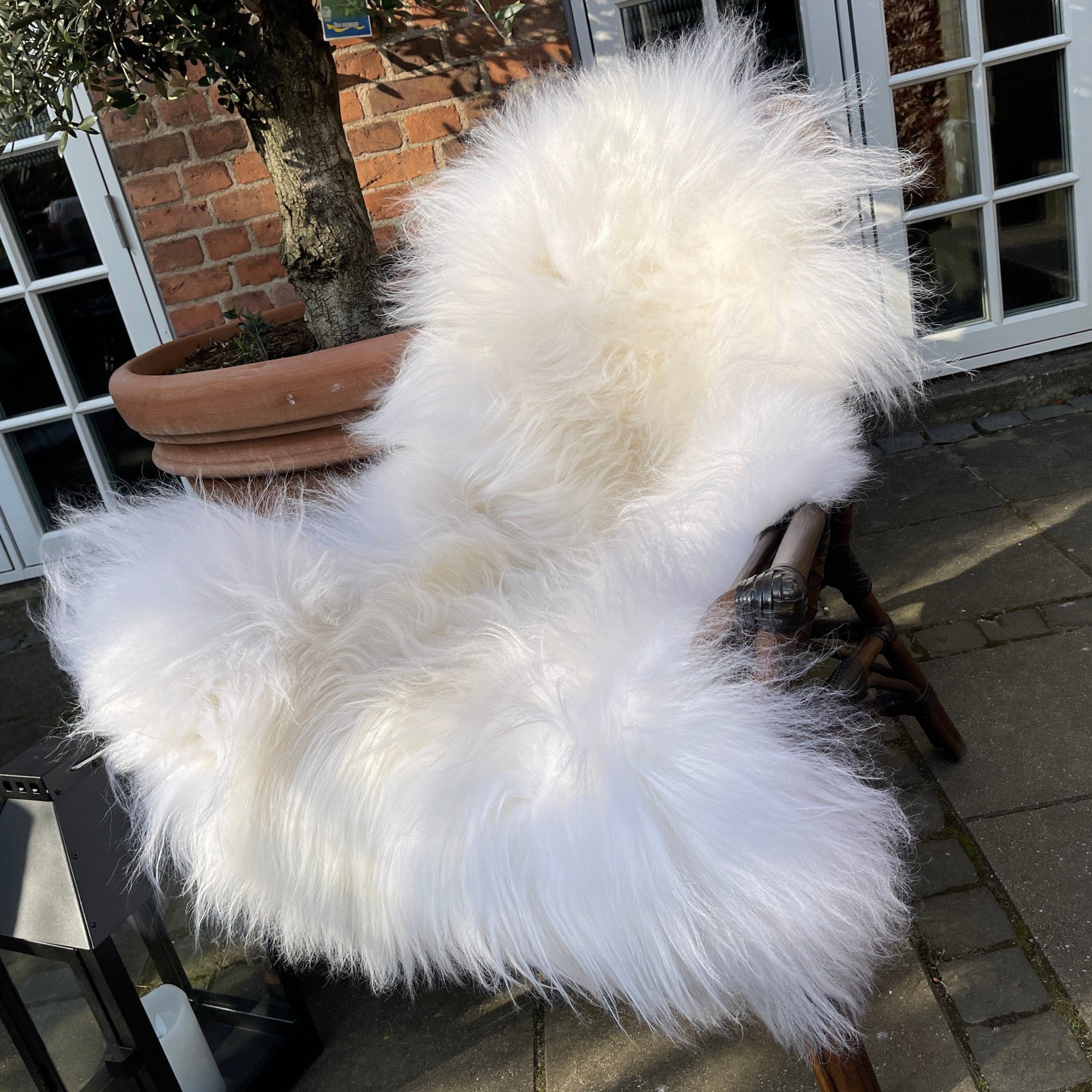 Lammeskind langhåret